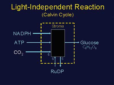 calvin_cycle