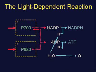 dependant_reaction